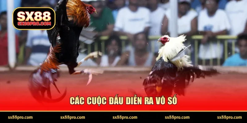 Các cuộc đấu diễn ra vô số