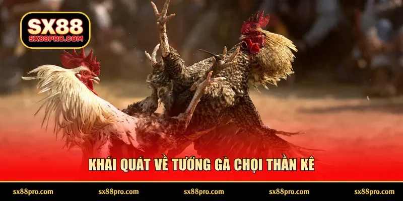 Khái quát về tướng gà chọi thần kê